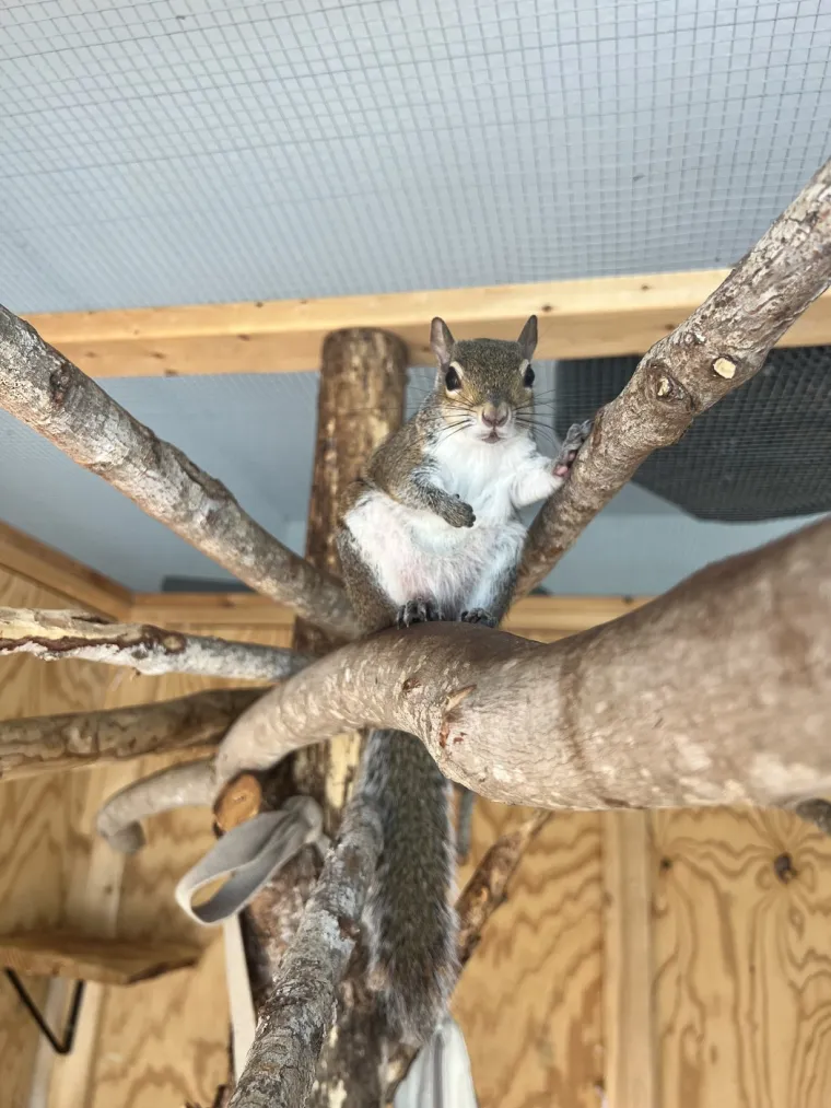 Naučili su vjeverice da skijaju na vodi: Doslovno rade za kikiriki, ali se zbog toga nimalo ne žale