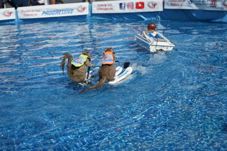 Naučili su vjeverice da skijaju na vodi: Doslovno rade za kikiriki, ali se zbog toga nimalo ne žale