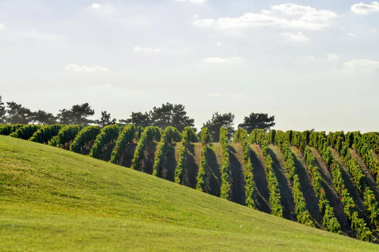 Vodimo vas u Srijem i Slavoniju