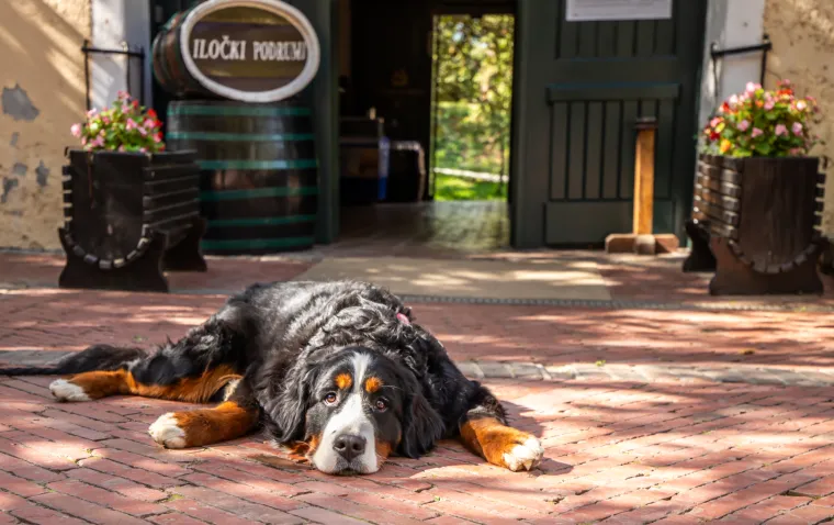 Vodimo vas u Srijem i Slavoniju