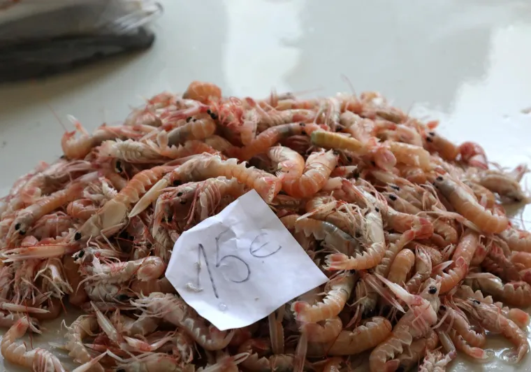 Ponuda na &scaron;ibenskoj pe&scaron;kariji. Pogledajte cijene ribe, &scaron;kampa i ostalih morskih plodova