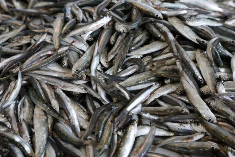 Ponuda na &scaron;ibenskoj pe&scaron;kariji. Pogledajte cijene ribe, &scaron;kampa i ostalih morskih plodova