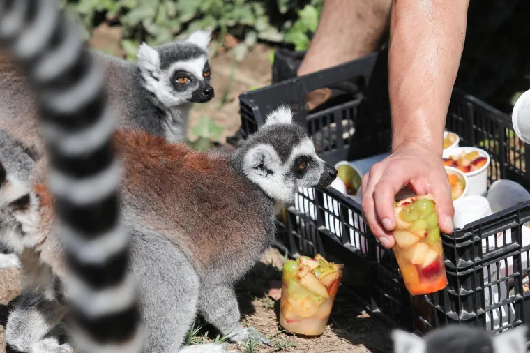 Takav kup uopće nije skup, a život po vrućinama spašava: Zagrebački lemuri uživali u ledenim darovima