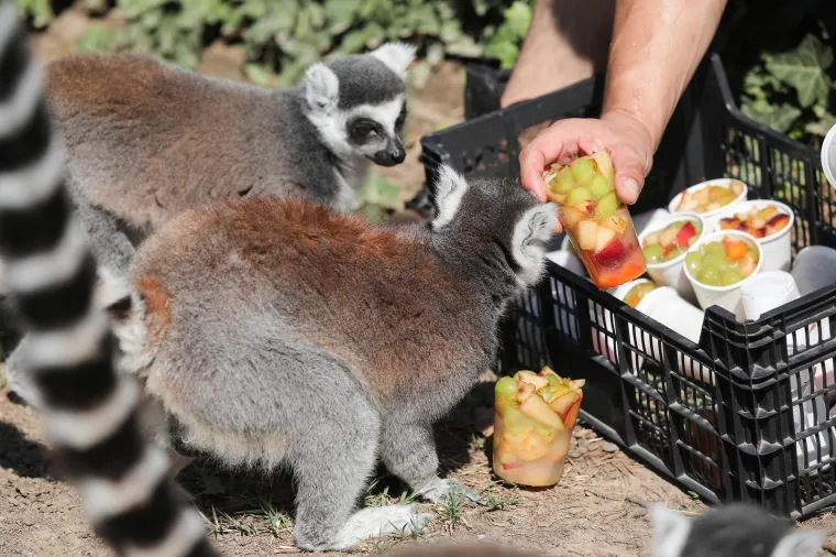 Takav kup uopće nije skup, a život po vrućinama spašava: Zagrebački lemuri uživali u ledenim darovima