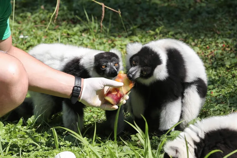 Takav kup uopće nije skup, a život po vrućinama spašava: Zagrebački lemuri uživali u ledenim darovima