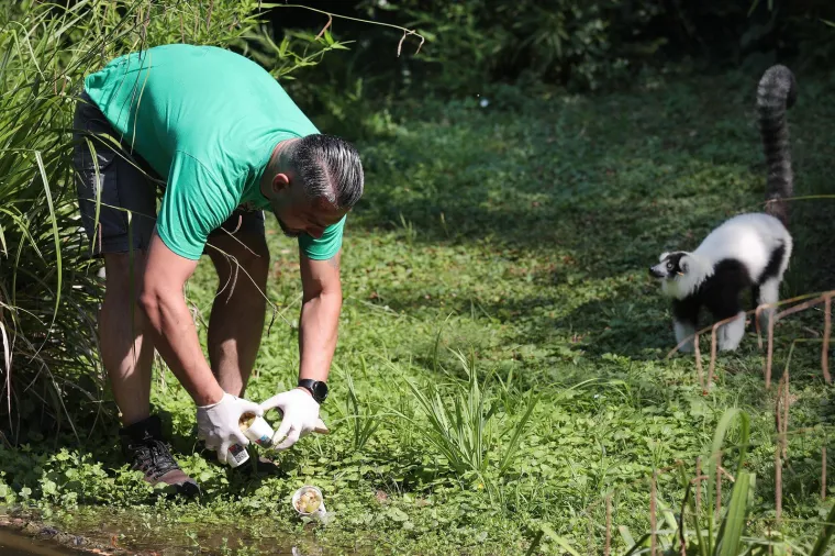 Takav kup uopće nije skup, a život po vrućinama spašava: Zagrebački lemuri uživali u ledenim darovima