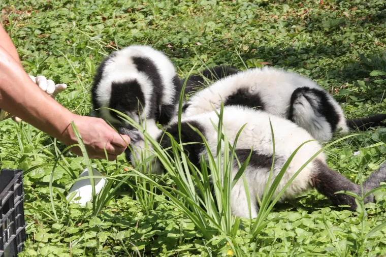 Takav kup uopće nije skup, a život po vrućinama spašava: Zagrebački lemuri uživali u ledenim darovima