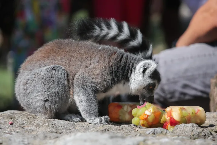 Takav kup uopće nije skup, a život po vrućinama spašava: Zagrebački lemuri uživali u ledenim darovima