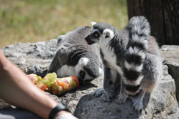 Takav kup uopće nije skup, a život po vrućinama spašava: Zagrebački lemuri uživali u ledenim darovima