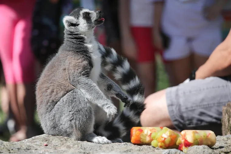 Takav kup uopće nije skup, a život po vrućinama spašava: Zagrebački lemuri uživali u ledenim darovima