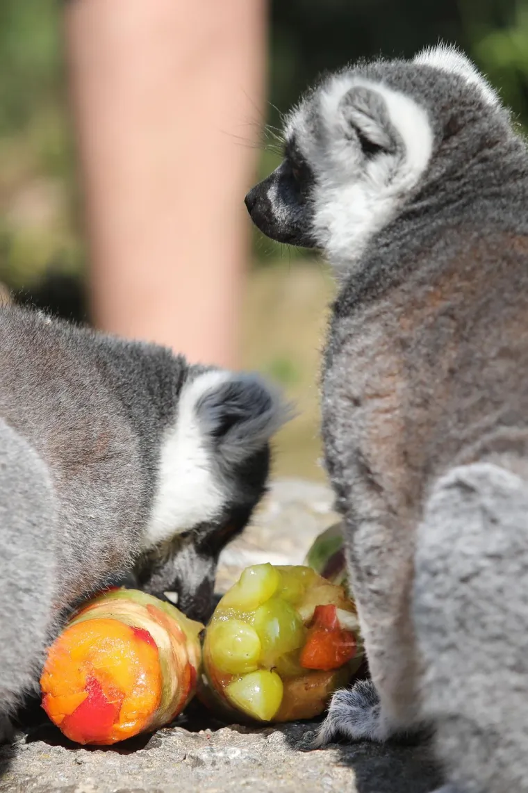 Takav kup uopće nije skup, a život po vrućinama spa&scaron;ava: Zagrebački lemuri uživali u ledenim darovima