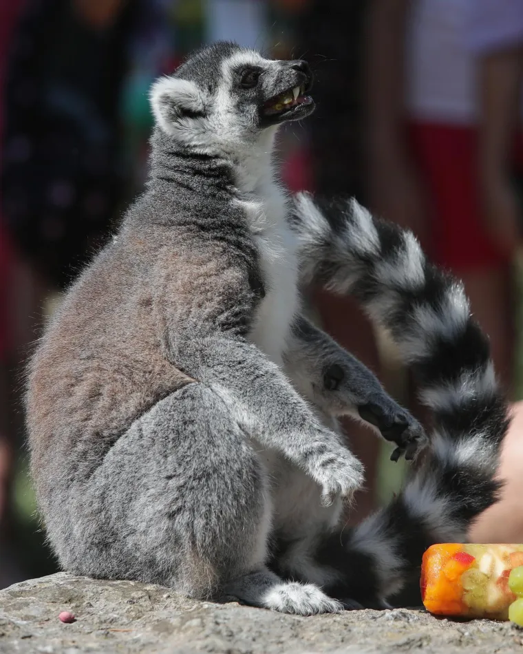 Takav kup uopće nije skup, a život po vrućinama spa&scaron;ava: Zagrebački lemuri uživali u ledenim darovima