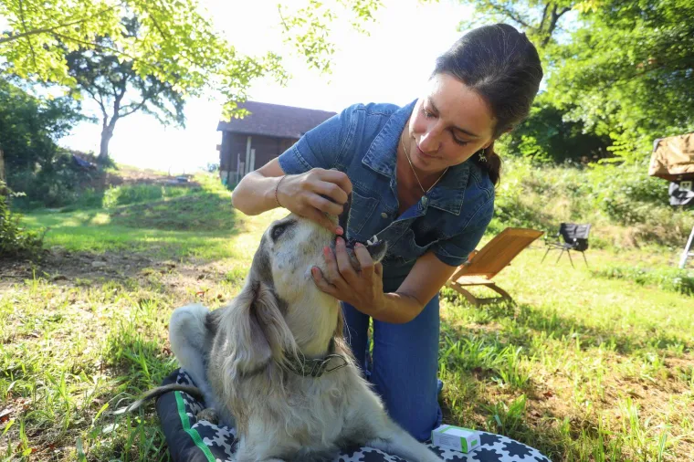 Znate li da u Dugoj Resi liječe ljubimce akupunkturom? Nekad samo šest terapija zna biti sasvim dosta