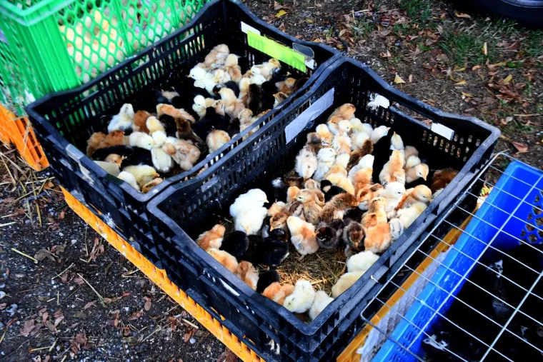 I Ante i Broz dobro prodaju se skroz: Evo &scaron;to sve nudi jedan od najpopularnijih hrvatskih buvljaka