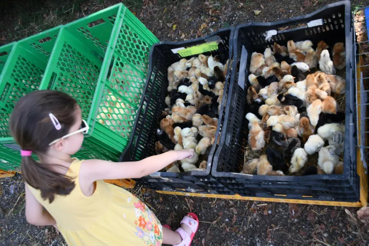 I Ante i Broz dobro prodaju se skroz: Evo &scaron;to sve nudi jedan od najpopularnijih hrvatskih buvljaka