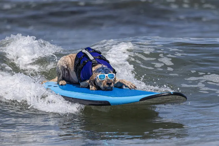 Svjetsko prvenstvo pasa u surfanju doista je bilo vau! Valove je jahalo čak 20 neustra&scaron;ivih kandidata