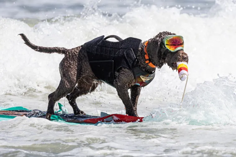 Svjetsko prvenstvo pasa u surfanju doista je bilo vau! Valove je jahalo čak 20 neustra&scaron;ivih kandidata