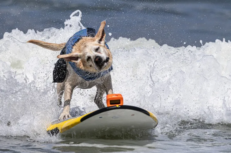 Svjetsko prvenstvo pasa u surfanju doista je bilo vau! Valove je jahalo čak 20 neustra&scaron;ivih kandidata