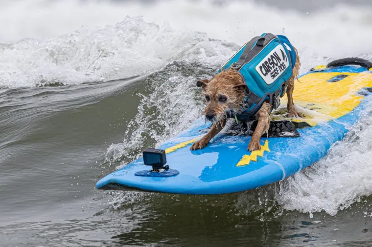 Svjetsko prvenstvo pasa u surfanju doista je bilo vau! Valove je jahalo čak 20 neustra&scaron;ivih kandidata