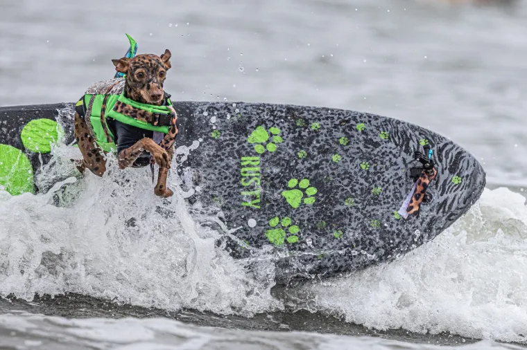 Svjetsko prvenstvo pasa u surfanju doista je bilo vau! Valove je jahalo čak 20 neustra&scaron;ivih kandidata