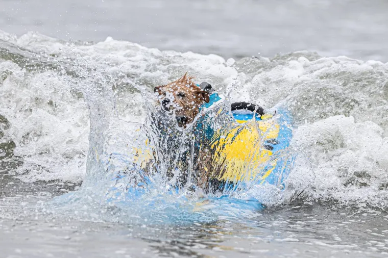 Svjetsko prvenstvo pasa u surfanju doista je bilo vau! Valove je jahalo čak 20 neustra&scaron;ivih kandidata