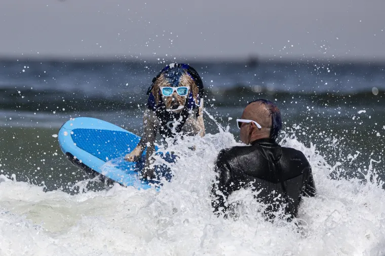 Svjetsko prvenstvo pasa u surfanju doista je bilo vau! Valove je jahalo čak 20 neustra&scaron;ivih kandidata