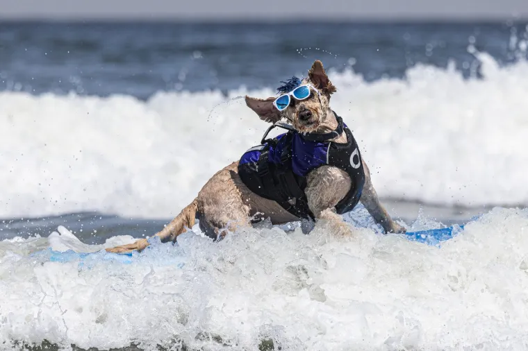 Svjetsko prvenstvo pasa u surfanju doista je bilo vau! Valove je jahalo čak 20 neustra&scaron;ivih kandidata