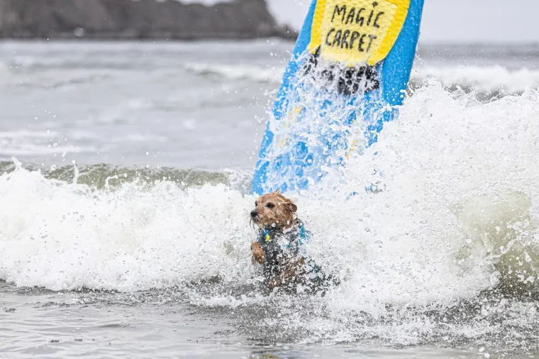 Svjetsko prvenstvo pasa u surfanju doista je bilo vau! Valove je jahalo čak 20 neustra&scaron;ivih kandidata