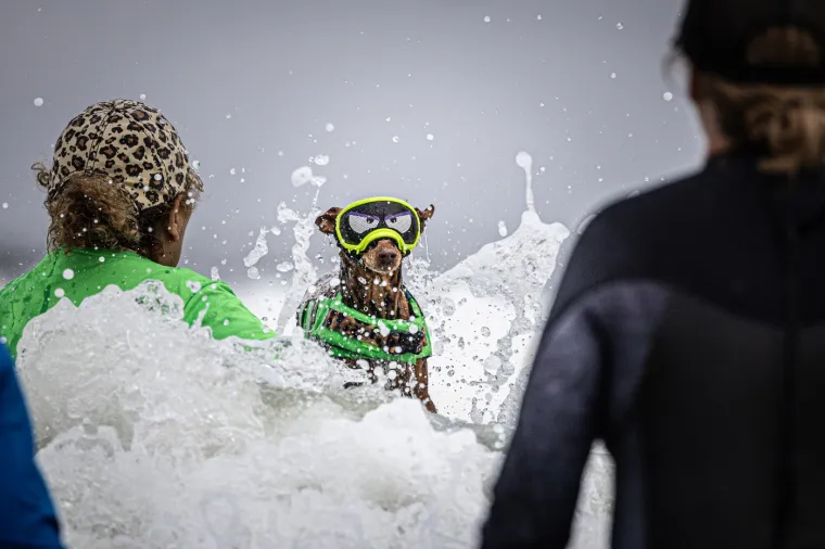 Svjetsko prvenstvo pasa u surfanju doista je bilo vau! Valove je jahalo čak 20 neustra&scaron;ivih kandidata