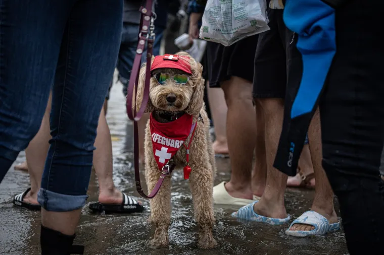 Svjetsko prvenstvo pasa u surfanju doista je bilo vau! Valove je jahalo čak 20 neustra&scaron;ivih kandidata