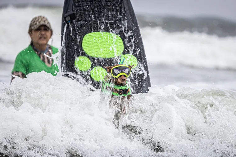 Svjetsko prvenstvo pasa u surfanju doista je bilo vau! Valove je jahalo čak 20 neustra&scaron;ivih kandidata