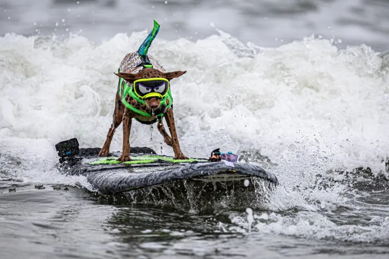 Svjetsko prvenstvo pasa u surfanju doista je bilo vau! Valove je jahalo čak 20 neustra&scaron;ivih kandidata