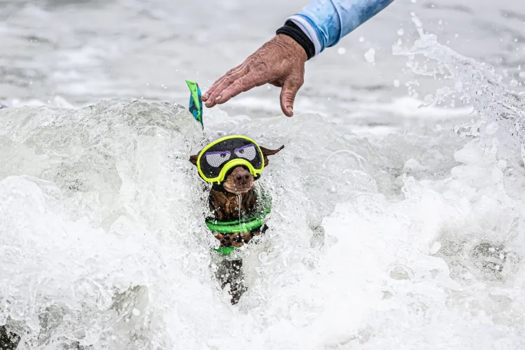 Svjetsko prvenstvo pasa u surfanju doista je bilo vau! Valove je jahalo čak 20 neustra&scaron;ivih kandidata