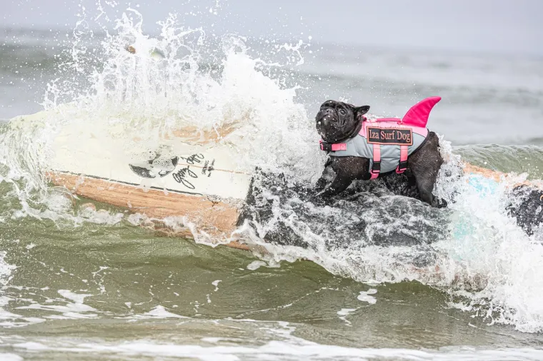 Svjetsko prvenstvo pasa u surfanju doista je bilo vau! Valove je jahalo čak 20 neustra&scaron;ivih kandidata