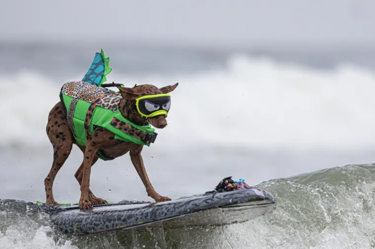 Svjetsko prvenstvo pasa u surfanju doista je bilo vau! Valove je jahalo čak 20 neustra&scaron;ivih kandidata