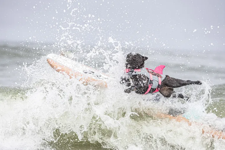 Svjetsko prvenstvo pasa u surfanju doista je bilo vau! Valove je jahalo čak 20 neustra&scaron;ivih kandidata