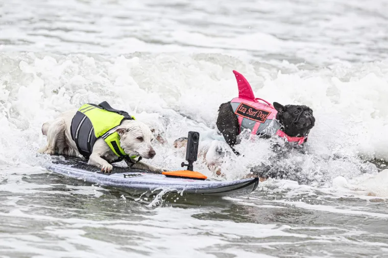 Svjetsko prvenstvo pasa u surfanju doista je bilo vau! Valove je jahalo čak 20 neustra&scaron;ivih kandidata