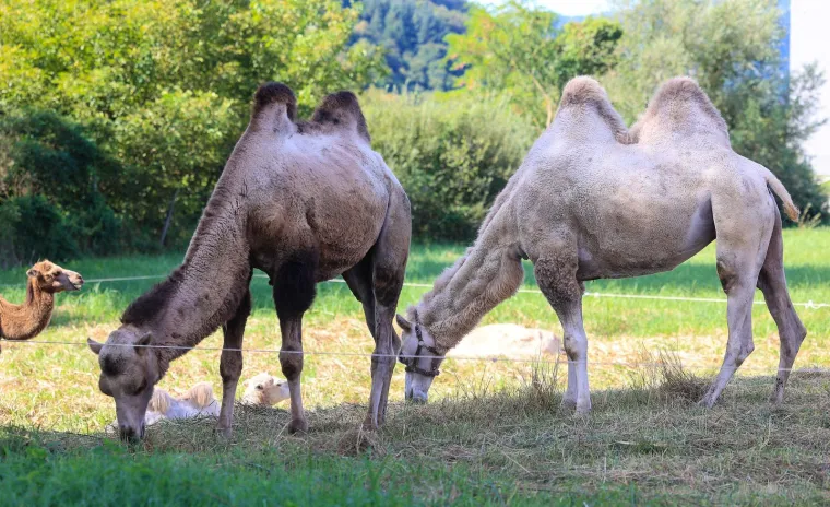 Prave pravcate deve su u Samoboru u điru, malo se izležavaju u hladu, malo pasu u miru