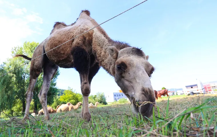 Prave pravcate deve su u Samoboru u điru, malo se izležavaju u hladu, malo pasu u miru
