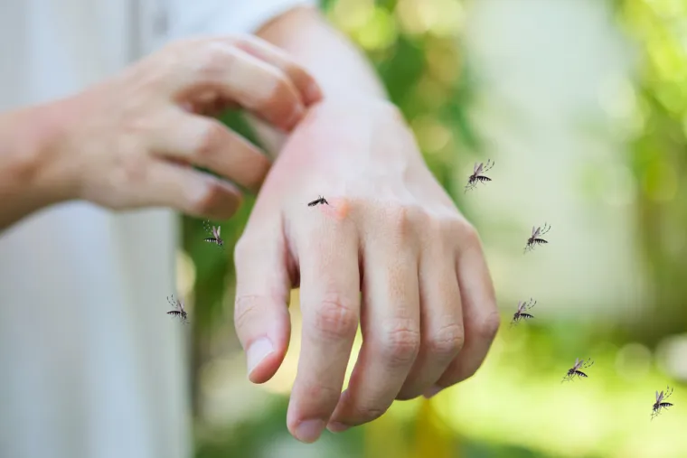 Insekti mogu razviti samoodrživu populaciju koja se razmnožava. Samo zato što se insekt negdje udomaćio, to ne znači da je sama bolest endemska jer neće svaki insekt prenijeti bolest.