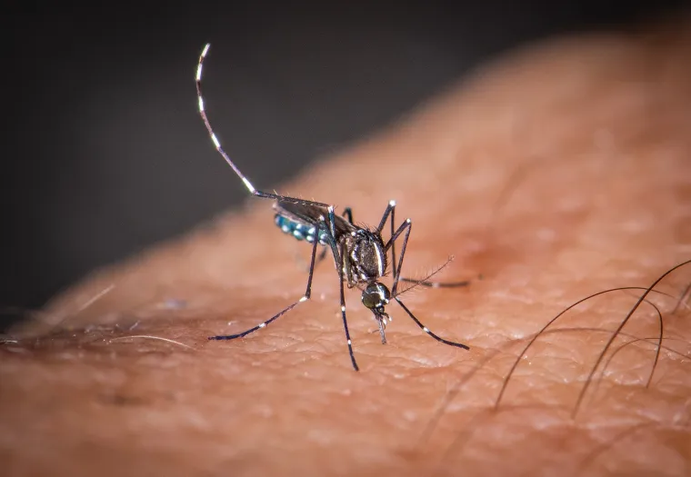 1. Chikungunya virus prenose invazivni komarci Aedes. Zemlje u kojima je insekt ustanovljen: Italija, Francuska, Španjolska, Portugal, Grčka, Cipar, Hrvatska, Srbija, Crna Gora, Bosna i Hercegovina, Albanija, Sjeverna Makedonija, Rumunjska, Bugarska Turska i Portugal.