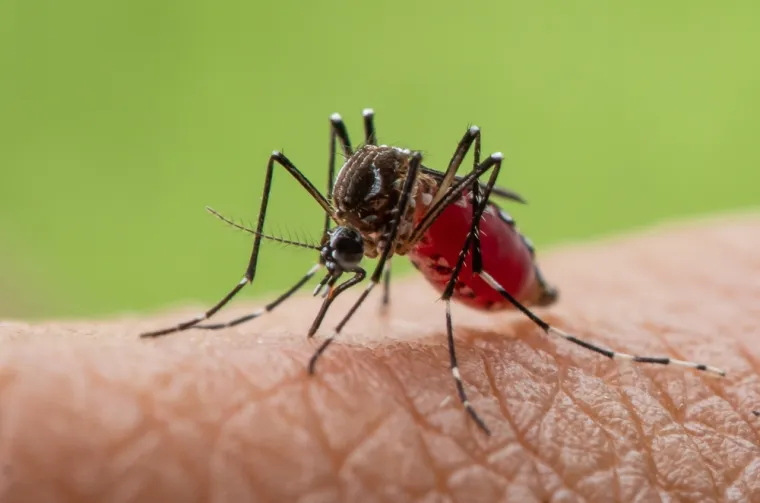 Šire ga invazivni komarci Aedes, točnije tigrasti komarci. U posljednje dvije godine otkriven je rekordan broj slučajeva denga groznice u nekoliko zemalja diljem kontinenta, uključujući Francusku, Italiju i Španjolsku. Najčešći simptomi su visoka temperatura, glavobolja i bolovi u tijelu.