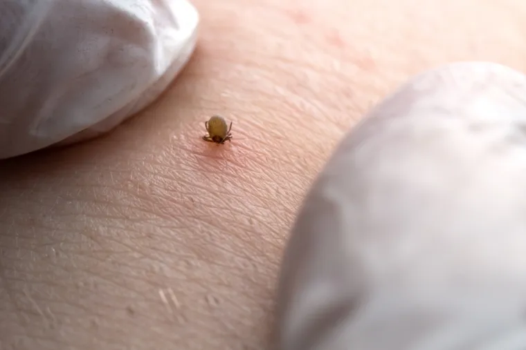 5. Lajmsku bolest prenose jelenski krpelj (Ixodes ricinus). Zemlje u kojima su utvrđena su Velika Britanija, Irska, Francuska, Njemačka, Nizozemska, Belgija, Luksemburg, Švicarska, Austrija, Italija, Španjolska, Portugal, Grčka, Cipar, Turska, Poljska, Češka, Slovačka, Mađarska, Rumunjska, Bugarska, Srbija, Hrvatska, Slovenija, Bosna i Hercegovina, Crna Gora, Albanija i Sjeverna Makedonija.