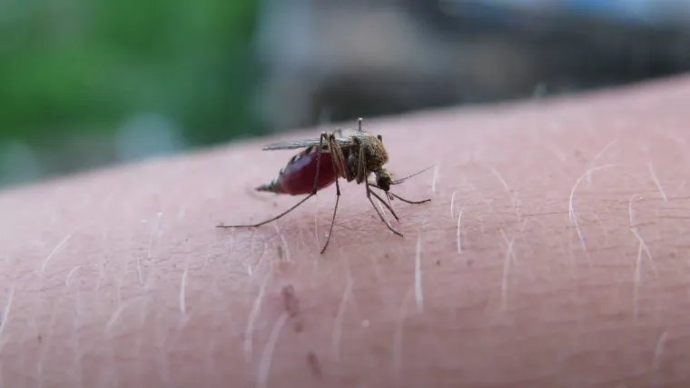 6. Malariju prenose Anopheles komarci. Zemlje u kojima su infekcije ustanovljene su Španjolska, Portugal, Italija, Grčka i Cipar. Malarija je infekcija uzrokovana sićušnim parazitom koji se prenosi krvlju, a prenosi se ugrizom zaraženih ženki komarca Anopheles. Poznata je kao najsmrtonosnija bolest koju prenose komarci na planetu. U većini slučajeva ljudi su se zarazili dok su putovali u mjesta gdje je malarija češća, poput Afrike ili dijelova Azije.
