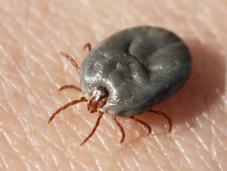 7. Krpeljni encefalitis prenose europski jelenski krpelji (Ixodes ricinus) i sibirski krpelj (Ixodes persulcatus). Zemlje u kojima se nalazi europski jelenski krpelji su Velika Britanija, Irska, Francuska, Njemačka, Nizozemska, Belgija, Luksemburg, Švicarska, Austrija, Italija, Španjolska, Portugal, Grčka, Cipar, Turska, Poljska, Češka, Slovačka, Mađarska, Rumunjska, Bugarska, Srbija, Hrvatska, Slovenija, Bosna i Hercegovina, Crna Gora, Albanija i Sjeverna Makedonija. Sibirski krpelj nalazi se u Estoniji, Latviji, Litvi, Finskoj i Švedskoj. Krpeljni encefalitis je virus koji mogu prenijeti i europski jelen i sibirski krpelj, a na njega treba pripaziti u određenim dijelovima Europe. Većina ljudi koji se zaraze neće imati simptome slične gripi ili će imati samo blage simptome. Međutim, bolest može napredovati i utjecati na mozak i središnji živčani sustav, a ponekad može biti kobna. Životinje koje prenose zaraze, koje se uglavnom nalaze u visokoj travi ili šumskim područjima, tradicionalno su se nalazile samo u srednjoj i istočnoj Europi. Danas je virus također zabilježen u područjima sjeverne Europe za koja se prije nije smatralo da su zaražena, uključujući Ujedinjeno Kraljevstvo.