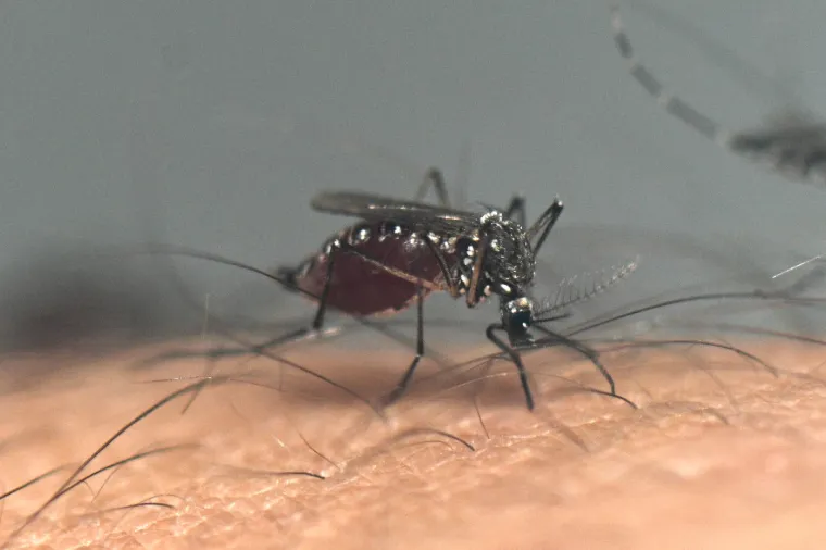 9. Zika virus prenose invazivni komarci Aedes. Nalaze se u Italiji, Francuskoj, Španjolskoj, Portugalu, Grčkoj, Cipru, Hrvatskoj, Srbiji, Crnoj Gori, Bosni i Hercegovini, Albaniji, Sjevernoj Makedoniji, Rumunjskoj, Bugarskoj, Turskoj i Portugalu. Zika je općenito blag virus koji uzrokuje temperaturu, osip ili glavobolju, iako većina zaraženih ljudi nikada neće razviti simptome. Ali bolest je opasna za trudnice jer može dovesti do prijevremenih poroda, pobačaja i urođenih mana, uključujući mikrocefaliju, od koje je u Brazilu oboljelo oko 2000 djece. Također postoji povećan rizik od neuroloških komplikacija, uključujući Guillain-Barréov sindrom.