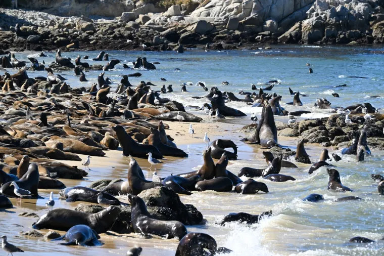 Stigli su preko noći i okupirali plaže: Ljudi tu ne mogu ništa, čak i zakon tako kaže