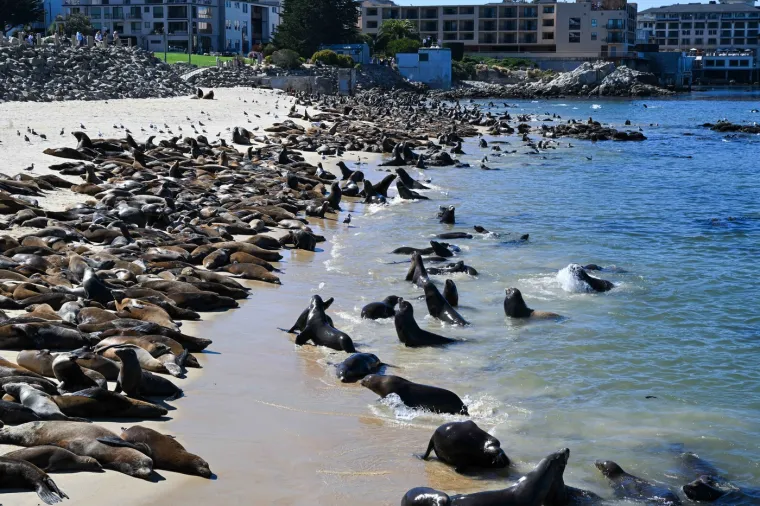 Stigli su preko noći i okupirali plaže: Ljudi tu ne mogu ni&scaron;ta, čak i zakon tako kaže