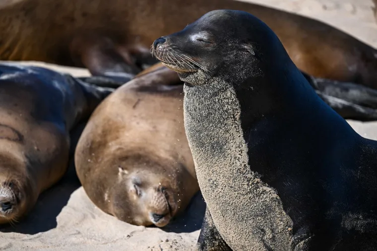 Stigli su preko noći i okupirali plaže: Ljudi tu ne mogu ni&scaron;ta, čak i zakon tako kaže