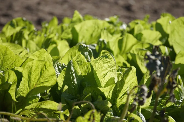 16. Kuhana blitva: Blitva je bogata nutrijentima, a kuhana postaje lako probavljiva. Pomaže u obnavljanju minerala izgubljenih proljevom.